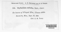 Phyllactinia guttata image